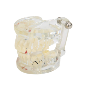 نموذج أسنان تشريحي للإطباق المختلط Dental Anatomy Model