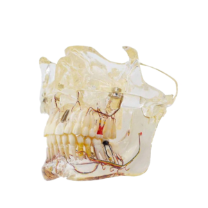 نموذج أسنان تشريحي جراحي Dental Surgery Model
