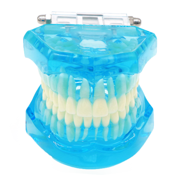 نموذج أسنان شفاف Dental Model