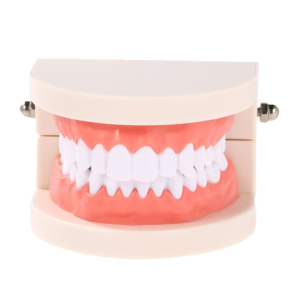 نموذج أسنان Dental Model